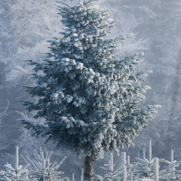 Trees in Snow - 130*145cm - Printed Tapestry